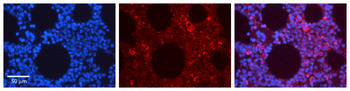 EPOR Rabbit Polyclonal Antibody