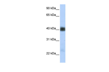 SGCB Rabbit Polyclonal Antibody