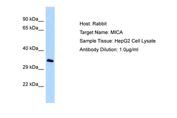 MICA Rabbit Polyclonal Antibody