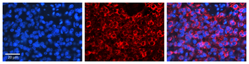 PSEN2 Rabbit Polyclonal Antibody