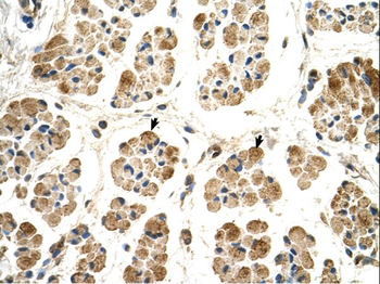 POR Rabbit Polyclonal Antibody