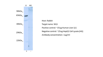 GPR177 Rabbit Polyclonal Antibody