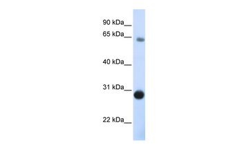 DERL3 Rabbit Polyclonal Antibody
