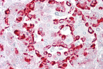 GP2 Rabbit Polyclonal Antibody