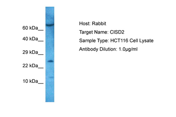CISD2 Rabbit Polyclonal Antibody