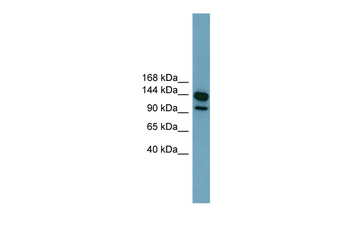 LRRC66 Rabbit Polyclonal Antibody