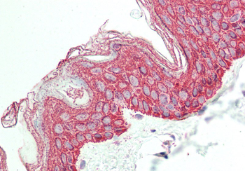 LETMD1 Rabbit Polyclonal Antibody