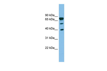 LETMD1 Rabbit Polyclonal Antibody