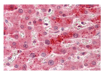TSPAN4 Rabbit Polyclonal Antibody