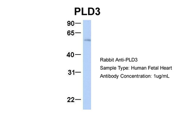 PLD3 Rabbit Polyclonal Antibody