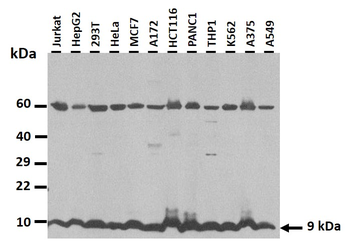 C1orf151 Rabbit Polyclonal Antibody