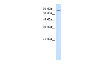 USP48 Rabbit Polyclonal Antibody