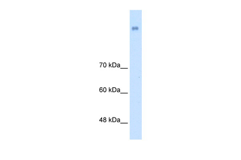 NRCAM Rabbit Polyclonal Antibody