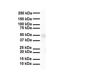 SIL1 Rabbit Polyclonal Antibody