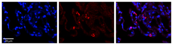 PARL Rabbit Polyclonal Antibody