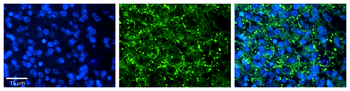 KIAA0317 Rabbit Polyclonal Antibody
