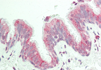KIAA0317 Rabbit Polyclonal Antibody
