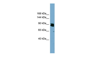 KIAA0317 Rabbit Polyclonal Antibody