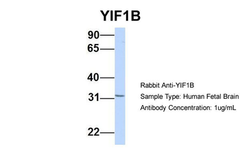 YIF1B Rabbit Polyclonal Antibody