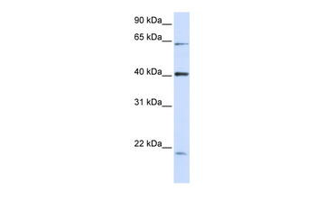C19orf46 Rabbit Polyclonal Antibody