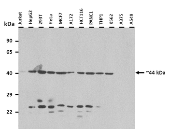 C19orf46 Rabbit Polyclonal Antibody