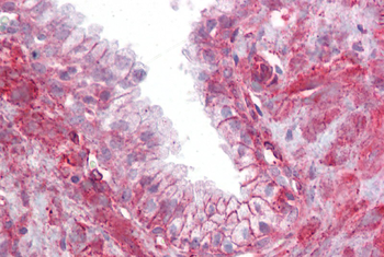 TMTC4 Rabbit Polyclonal Antibody