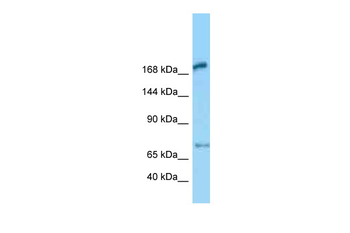 Megf6 Rabbit Polyclonal Antibody