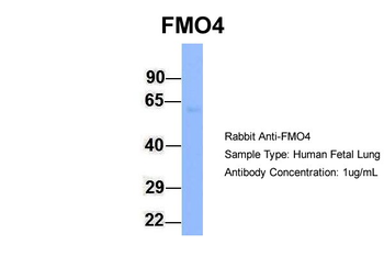 FMO4 Rabbit Polyclonal Antibody