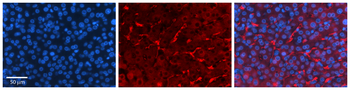 GNS Rabbit Polyclonal Antibody