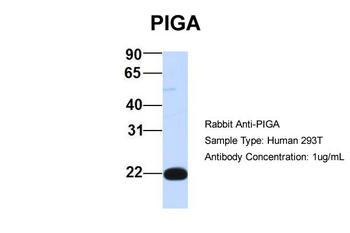 PIGA Rabbit Polyclonal Antibody