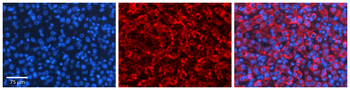 TAPBP Rabbit Polyclonal Antibody