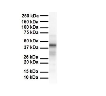 TAPBP Rabbit Polyclonal Antibody