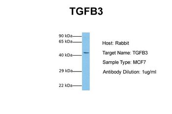 TGFB3 Rabbit Polyclonal Antibody