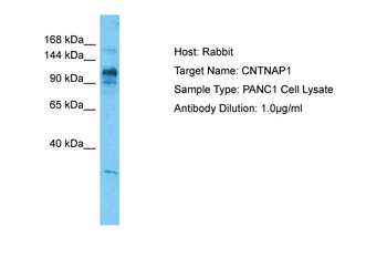 CNTNAP1 Rabbit Polyclonal Antibody