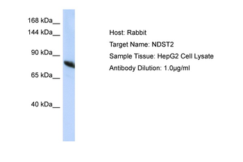 NDST2 Rabbit Polyclonal Antibody
