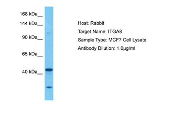 ITGA8 Rabbit Polyclonal Antibody