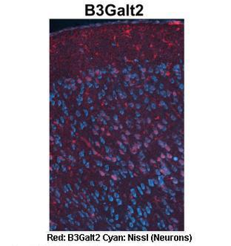 B3galt2 Rabbit Polyclonal Antibody