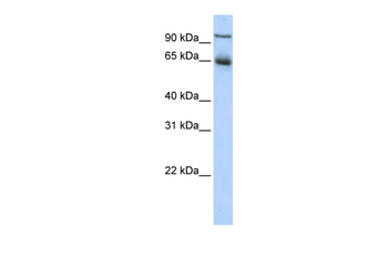 NR4A1 Rabbit Polyclonal Antibody