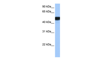 HNF4G Rabbit Polyclonal Antibody