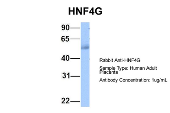 HNF4G Rabbit Polyclonal Antibody