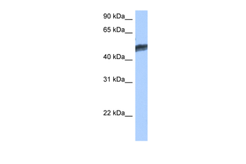 HNF4G Rabbit Polyclonal Antibody