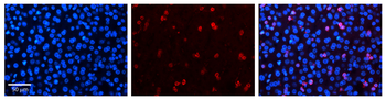 NR2F6 Rabbit Polyclonal Antibody