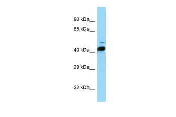 Rorb Rabbit Polyclonal Antibody