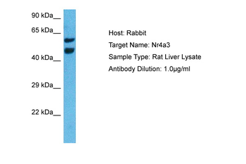 NR4A3 Rabbit Polyclonal Antibody