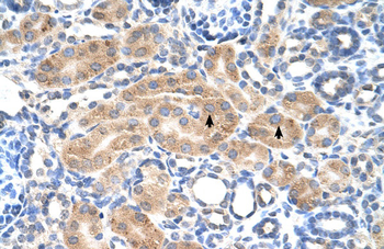 PDE9A Rabbit Polyclonal Antibody