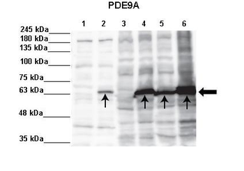 PDE9A Rabbit Polyclonal Antibody