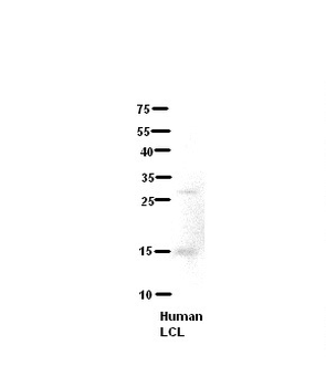 CFAP410 Rabbit Polyclonal Antibody