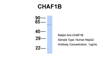 CHAF1B Rabbit Polyclonal Antibody