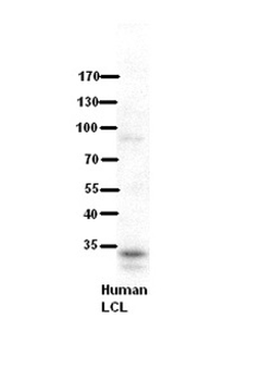 RRP1B Rabbit Polyclonal Antibody