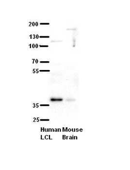 CFAP298 Rabbit Polyclonal Antibody
